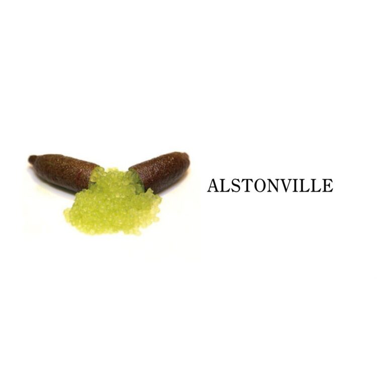 フィンガーライム アルストンビル(ALSTONVILLE)の果実