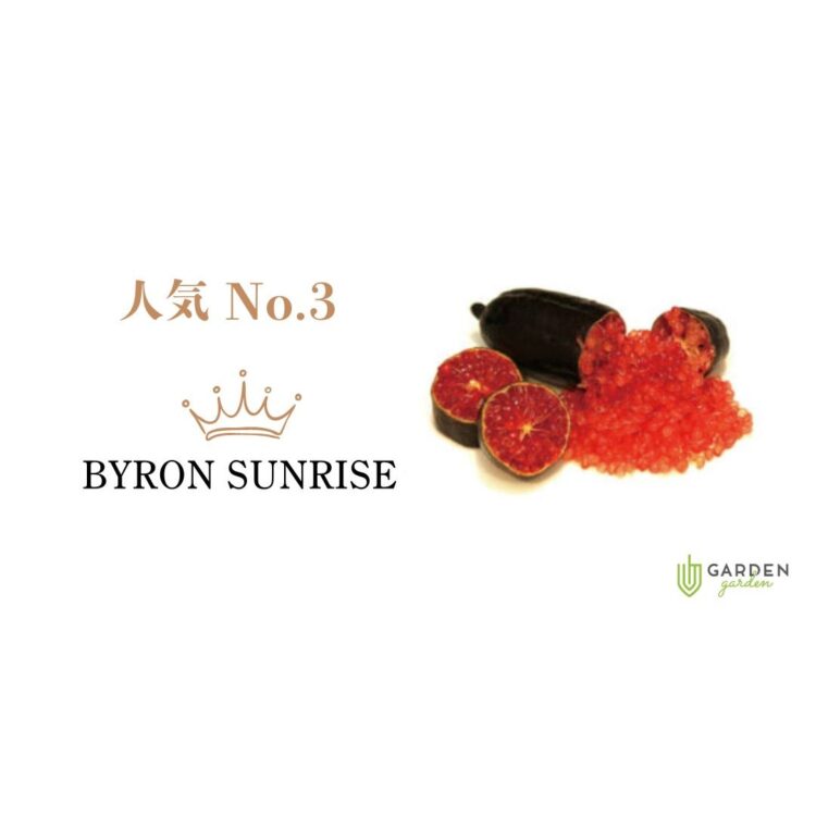 フィンガーライム バイロンサンライズ(BYRON SUNRISE)の果実