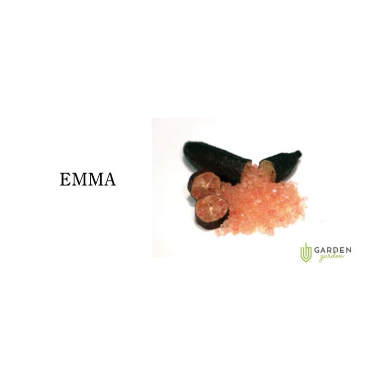 フィンガーライム エマ(EMMA)の果実