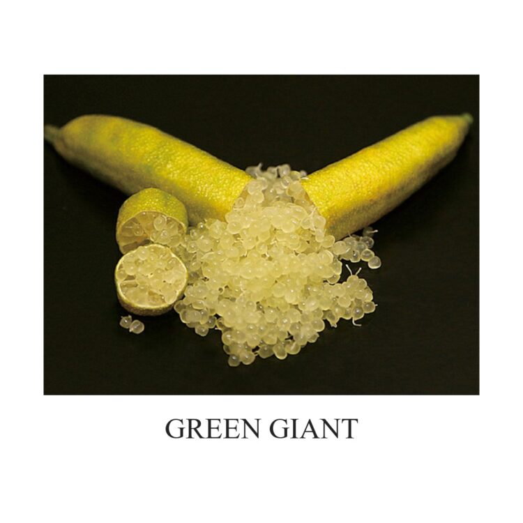 フィンガーライム グリーンジャイアント(GREEN GIANT)の果実