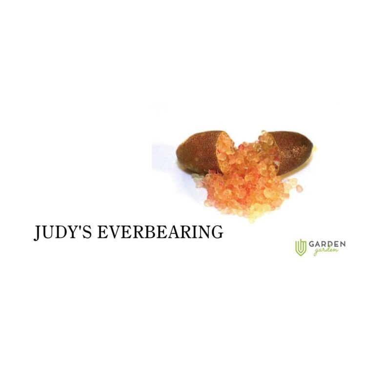 フィンガーライム ジュディーズエバーベアリング(JUDY'S EVERBEARING)の果実