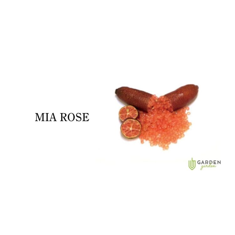 フィンガーライム ミアローズ(MIA ROSE)の果実