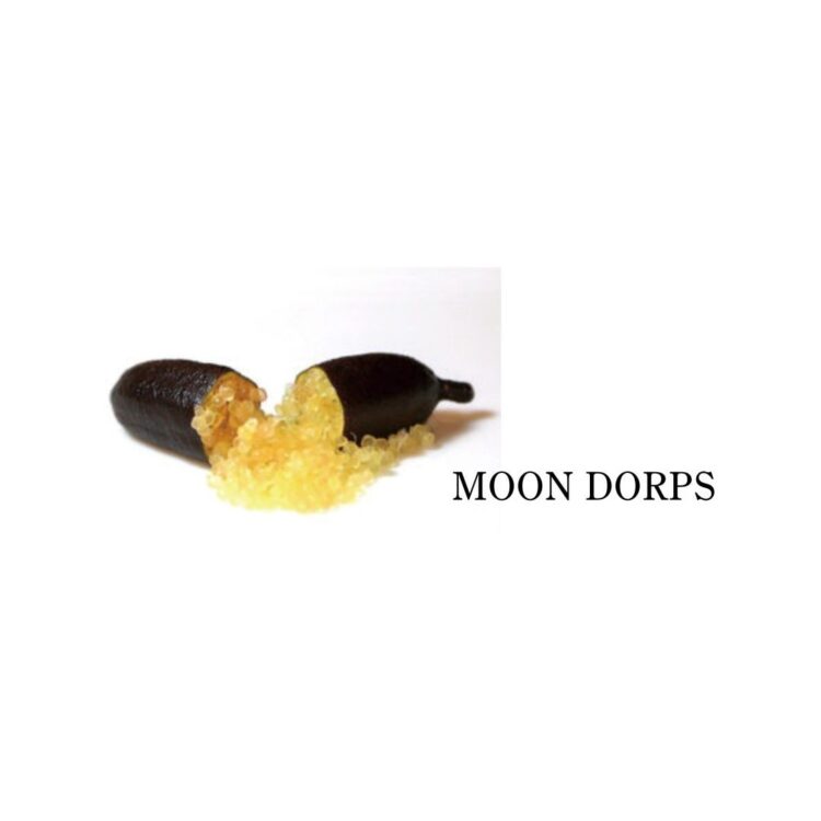 フィンガーライム ムーンドロップス(MOON DROPS)の果実
