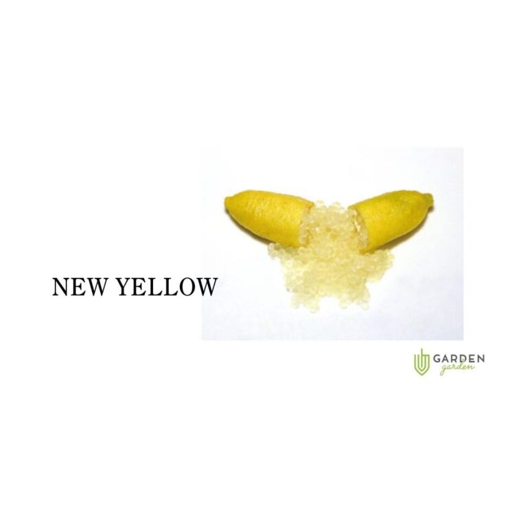 フィンガーライム ニューイエロー(NEW YELLOW)の果実
