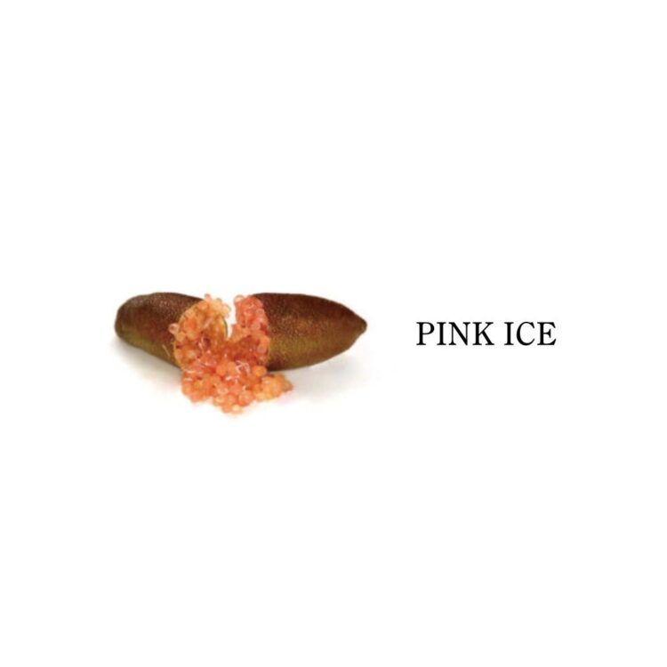 フィンガーライム ピンクアイス(PINK ICE)の果実