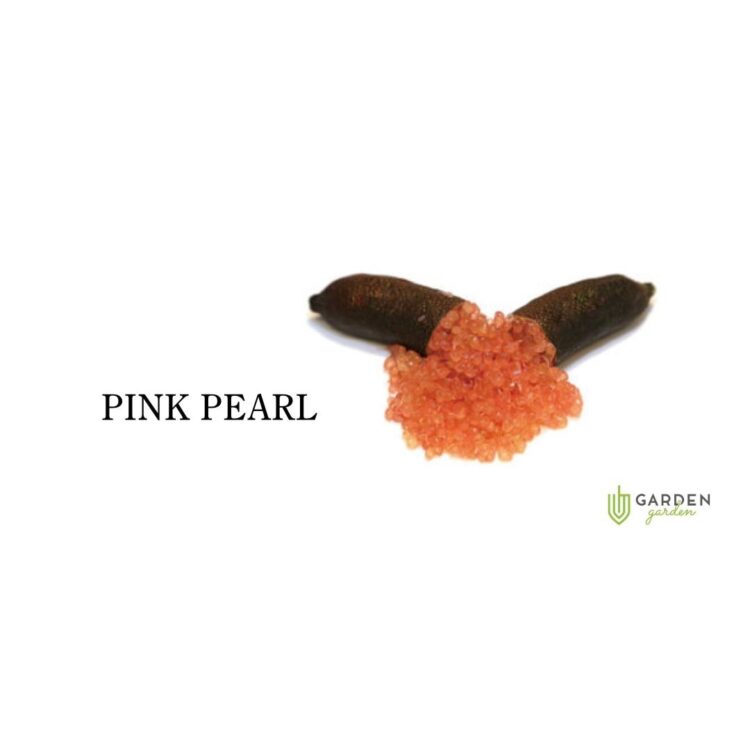 フィンガーライム ピンクパール(PINK PEARL)の果実