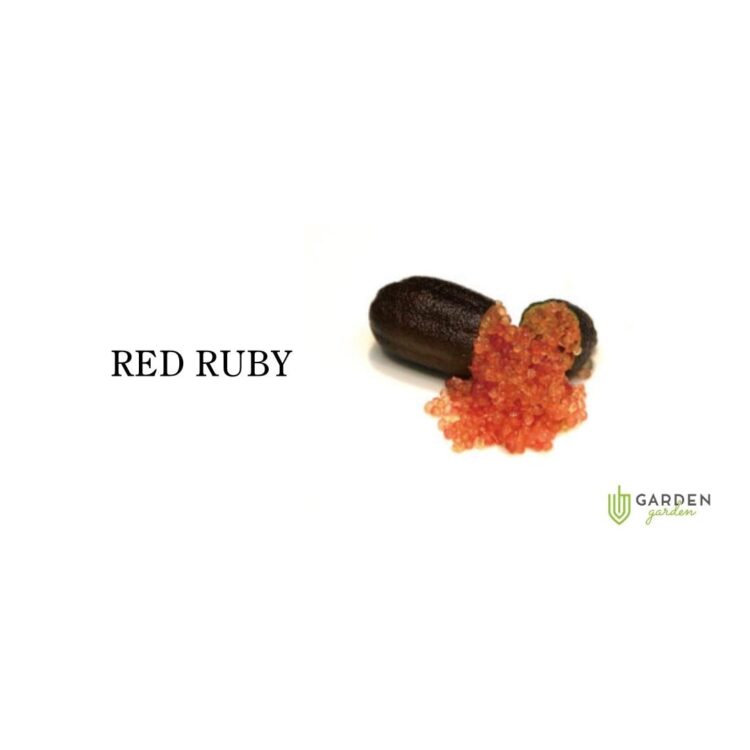フィンガーライム レッドルビー(RED RUBY)の果実
