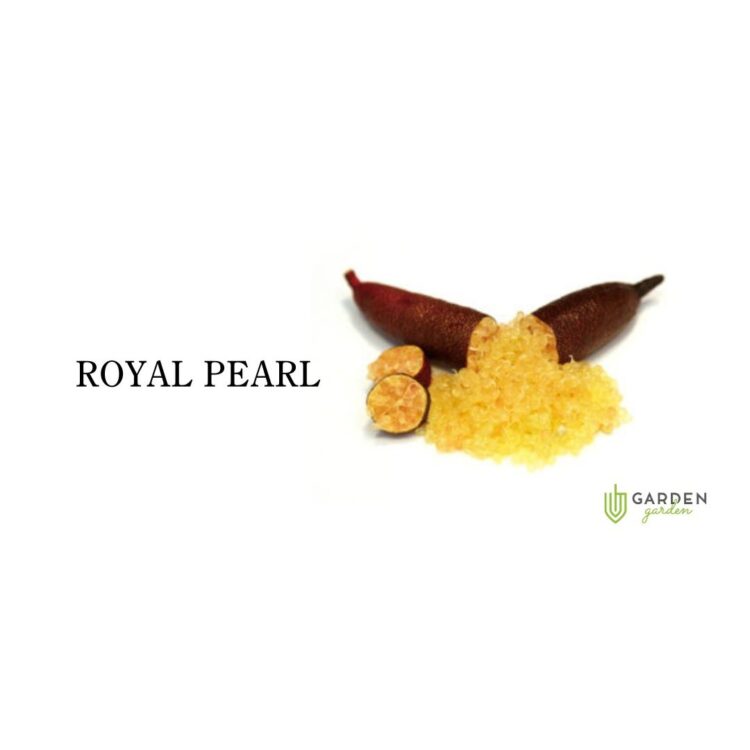 フィンガーライム ロイヤルパール(ROYAL PEARL)の果実