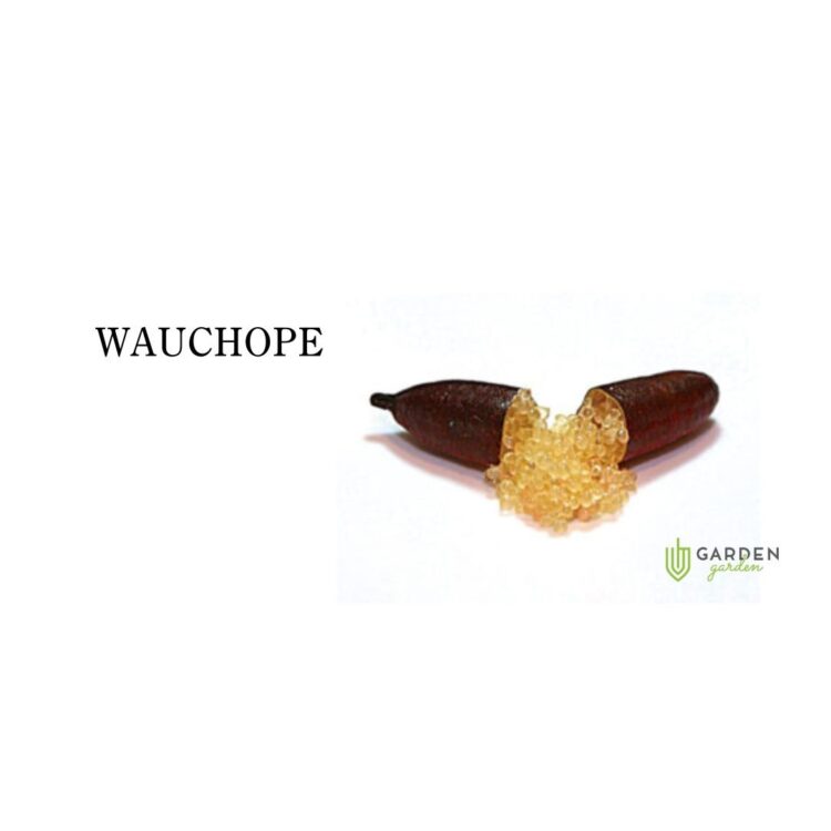 フィンガーライム ワチョップ(WAUCHOPE)の果実