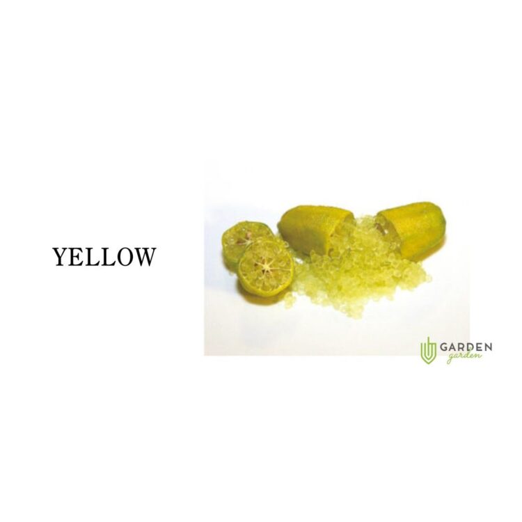 フィンガーライム イエロー(YELLOW)の果実