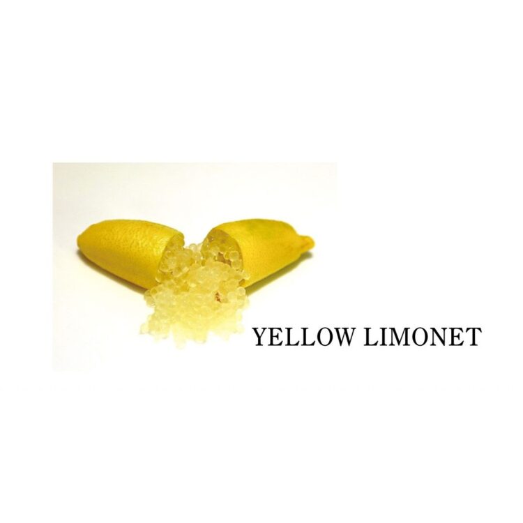 フィンガーライム イエローリモネット(YELLOW LIMONET)の果実